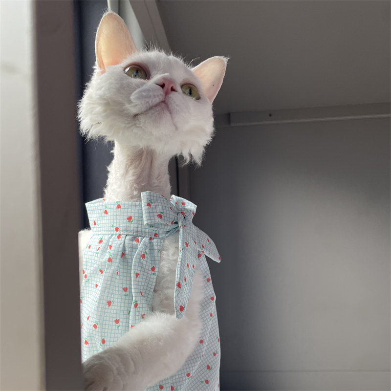 Pakaian Kucing Musim Panas Bir - Summer Light Clothing ulasan dan harga